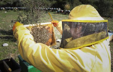 Arnia apicoltore