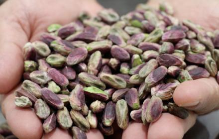 Pistacchio