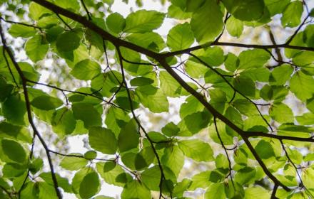 Area verde